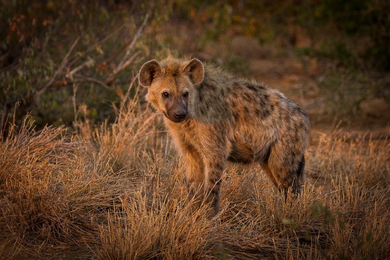 020 Timbavati Private Game Reserve, gevlekte hyena.jpg